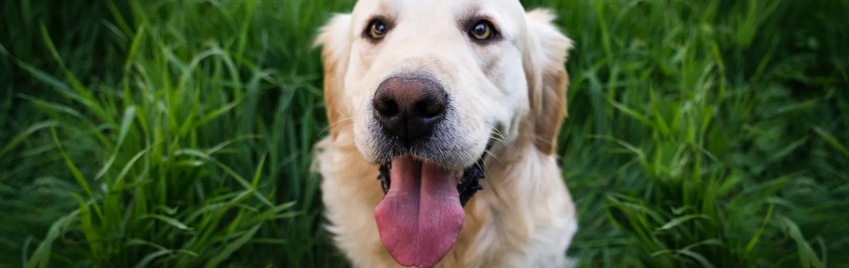 A large happy looking dog sitting in the grass with his tongue hanging out. Our category of Encouragement found at Ads4Dads.com