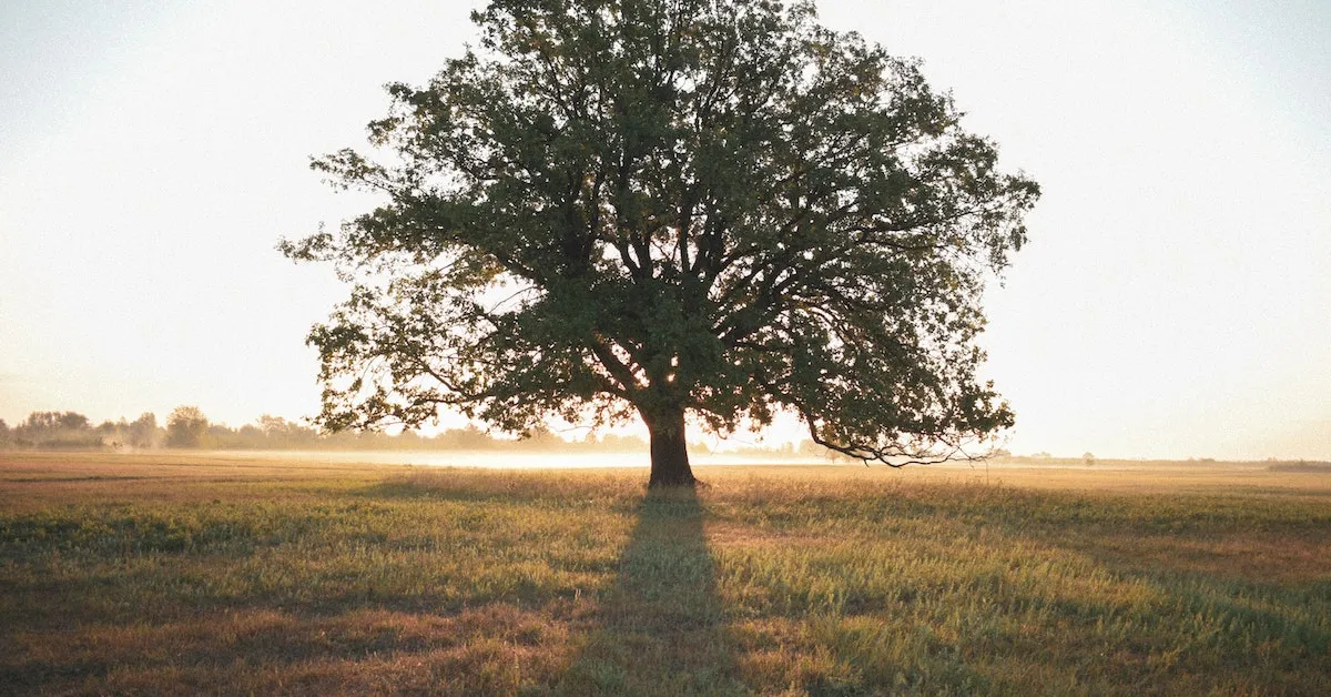 A very large tree in front of a sunrise. The grass in the foreground is very green and pretty. Interested in learning how to become a Leader? Check out this article.