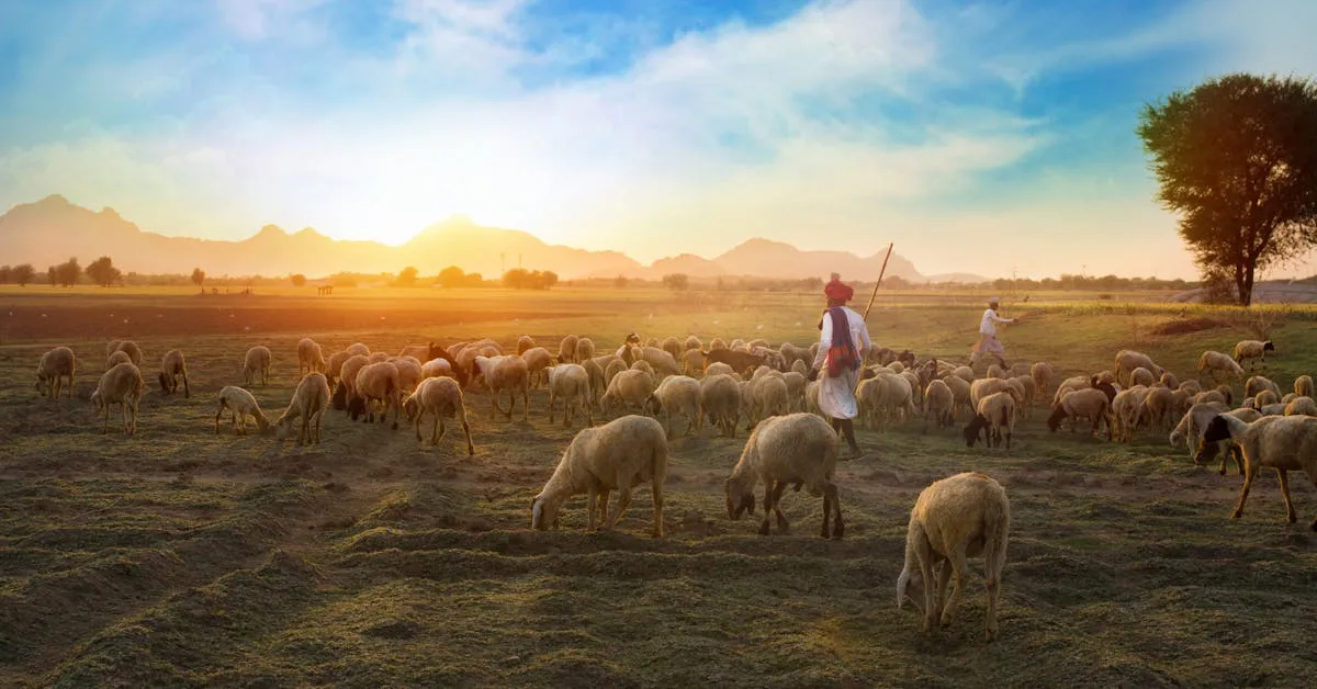 Many sheep grazing on a large open space. There are mountains in the background with the sun rising behind it surrounded by a beautiful blue sky. It makes you realize how important it is to have a shepherd in your life. Learn more in this article why all sheep need a shepherd!