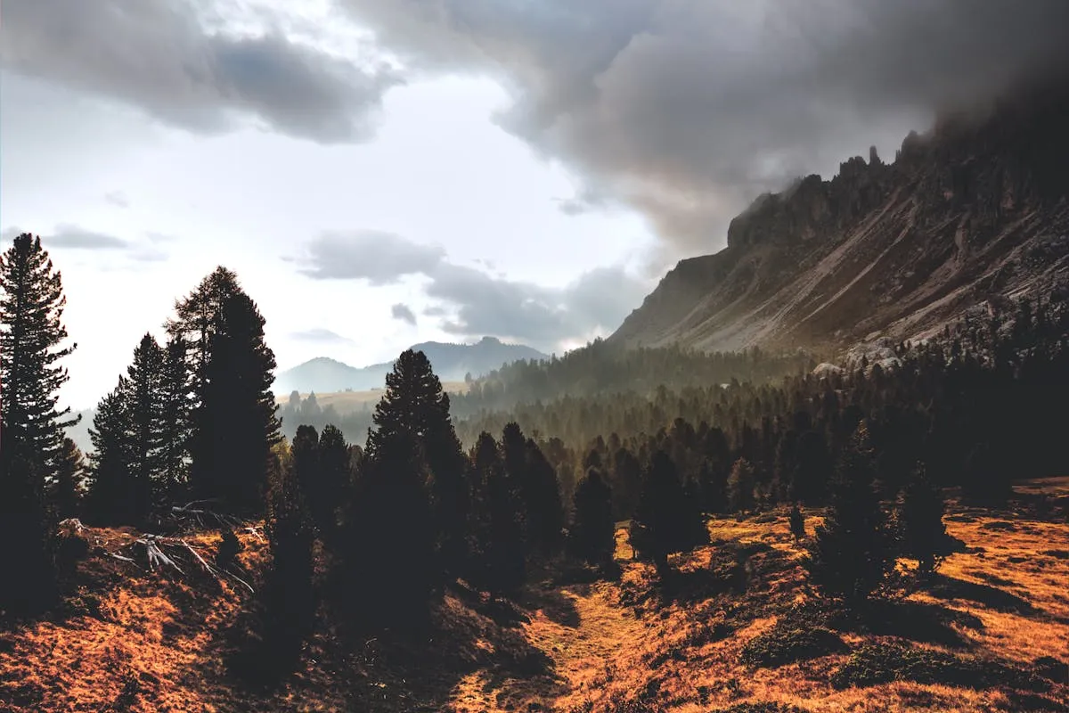 A breath-taking picture of large pine trees with large mountains in the background. Observing the beauty of nature makes it easy to consider the one who created it. Obtaining the knowledge of God is easier than you think. Learn more in this article.