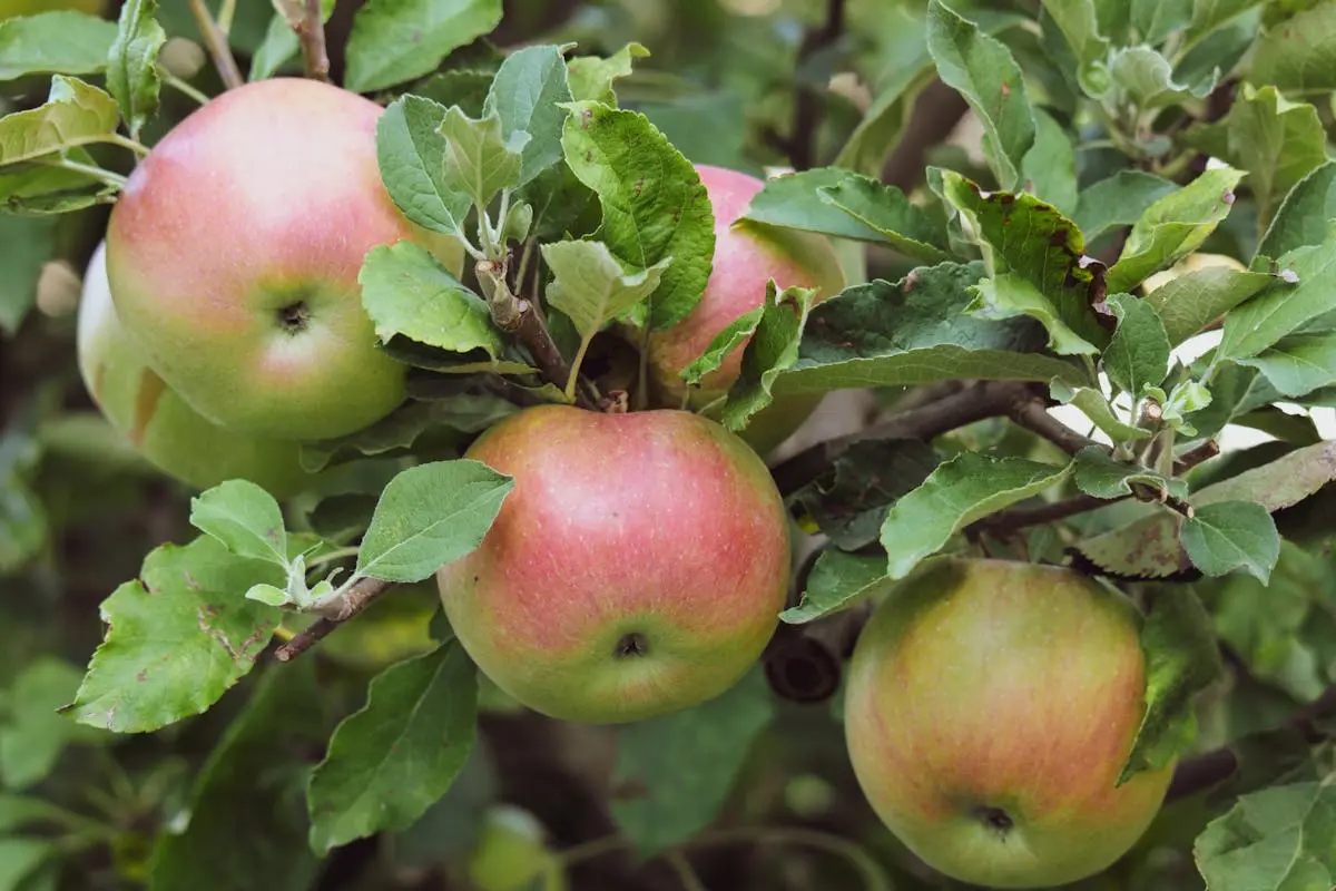 A beautiful picture of fresh apples growing on a tree. This image reminds us to cultivate the fruit in our lives that have significance. Are you searching for more in life? Check out our latest article.